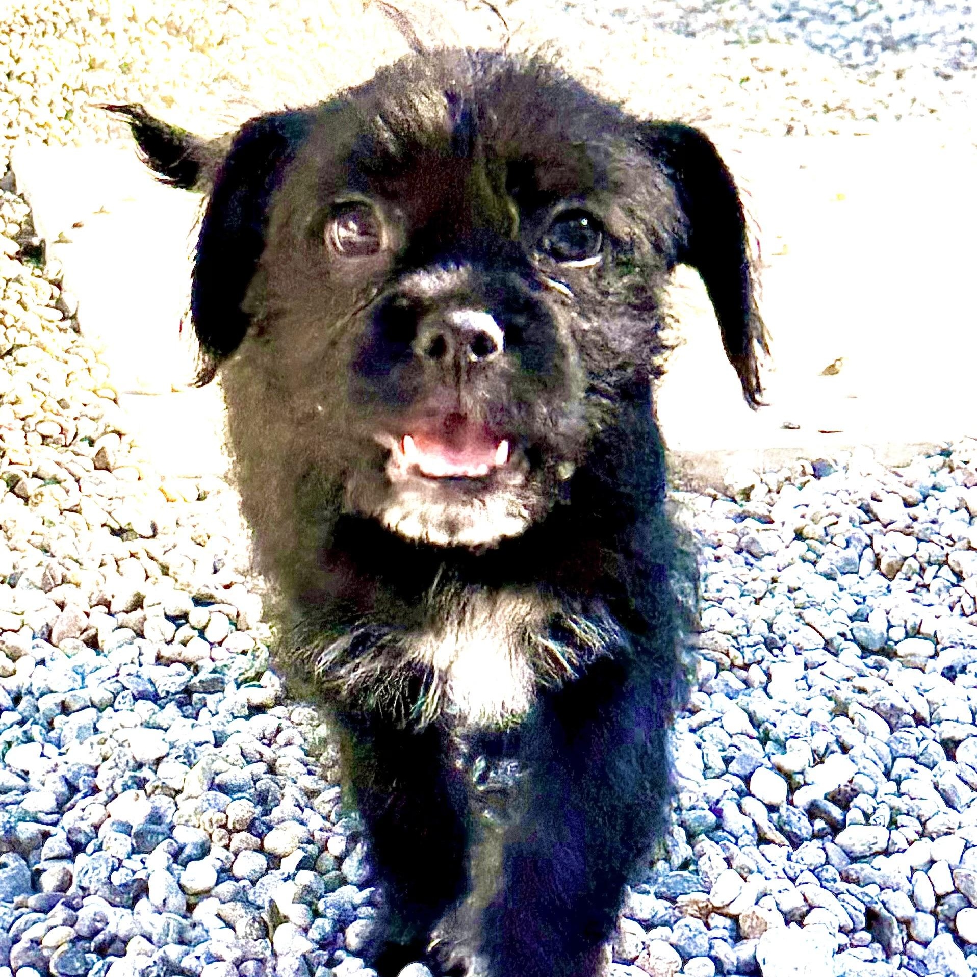 Enlarge Romeo, an adopted mixed breed in Los Angeles, CA image 4/4