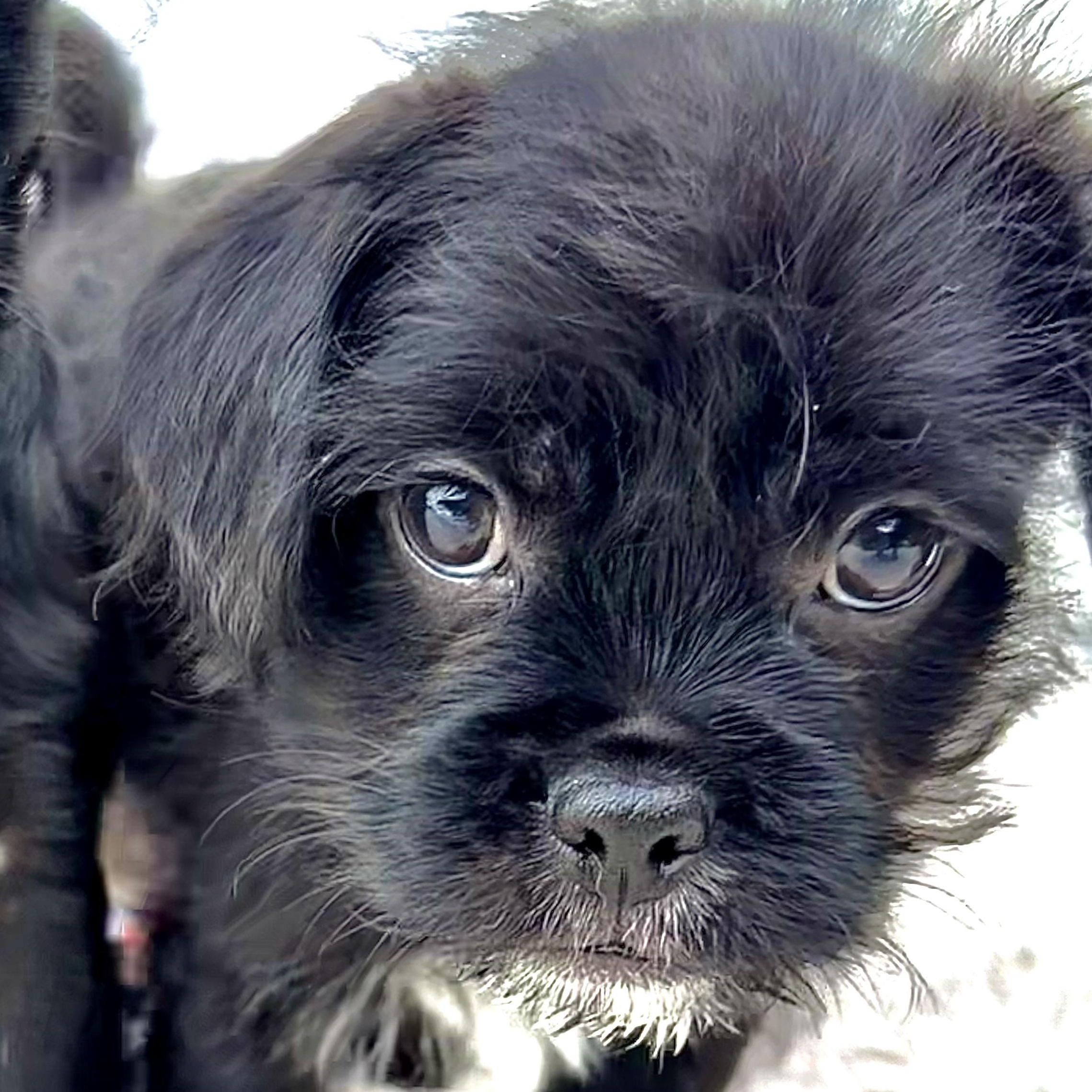 Enlarge Romeo, an adopted mixed breed in Los Angeles, CA image 1/4