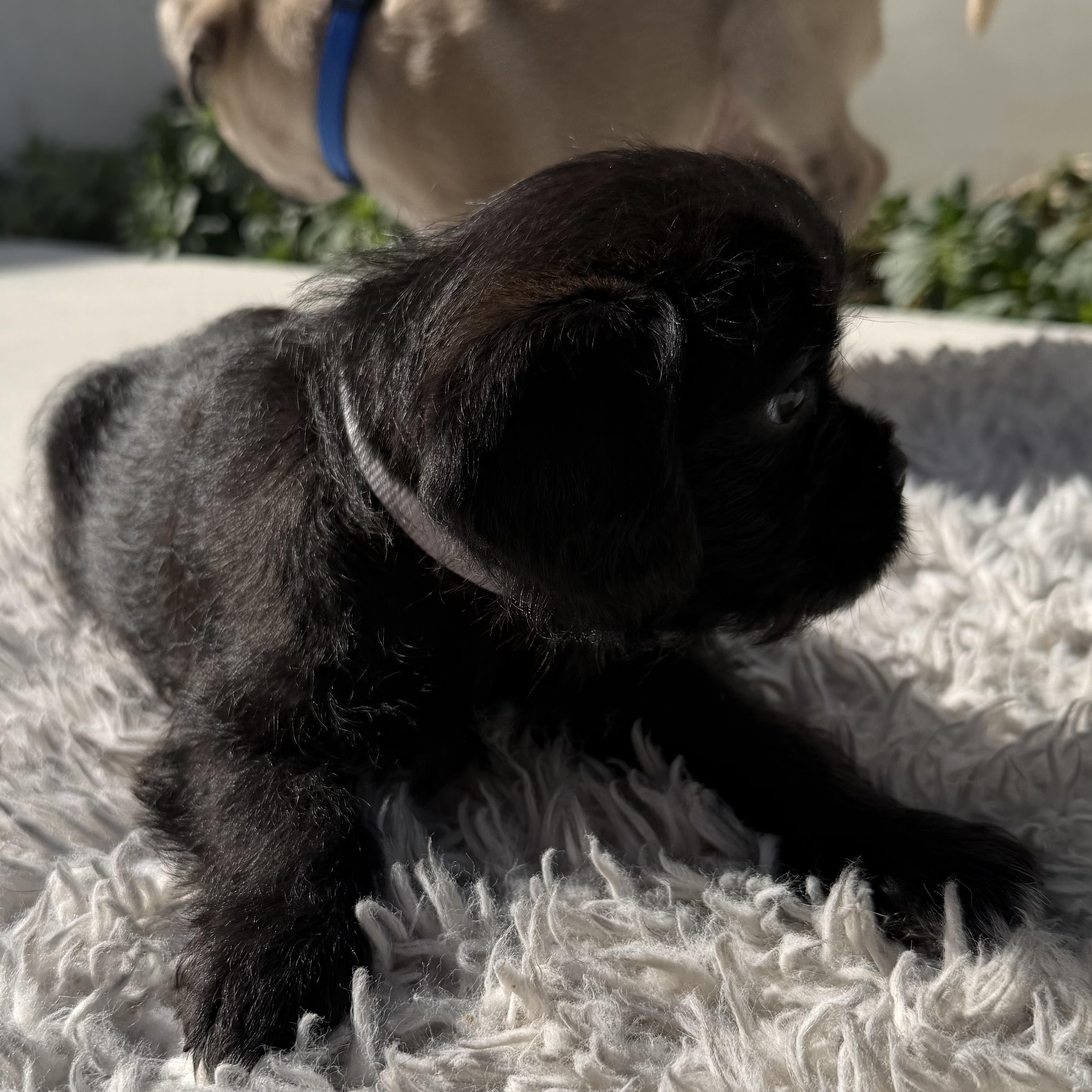 Enlarge Romeo, an adopted mixed breed in Los Angeles, CA image 3/4