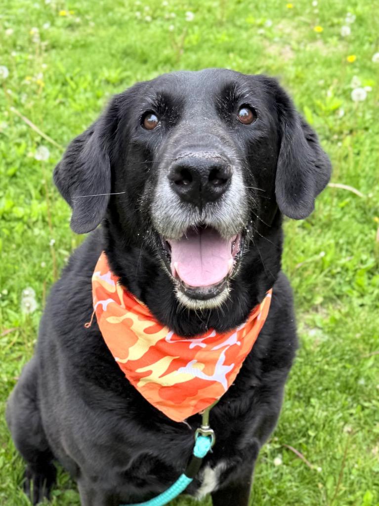 Bubba Jay, Adoptable, Senior Male Mixed Breed.
