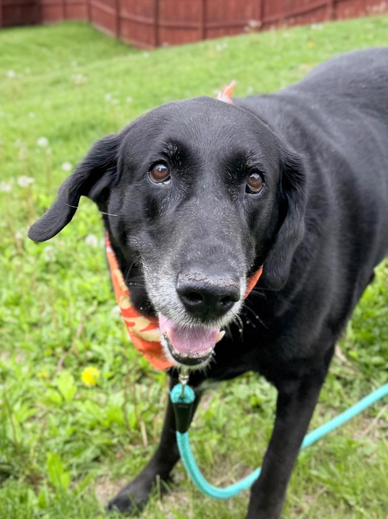 Enlarge Bubba Jay, a Adoptable mixed breed in Menomonie, WI image 2/4