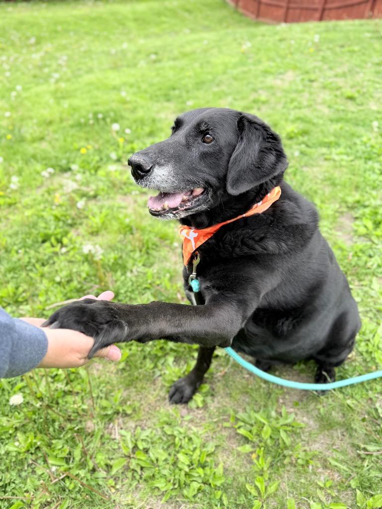 Enlarge Bubba Jay, a Adoptable mixed breed in Menomonie, WI image 3/4
