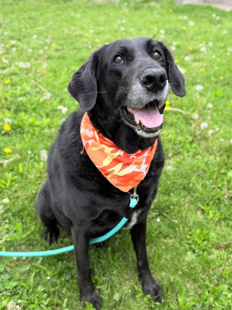 Enlarge Bubba Jay, a Adoptable mixed breed in Menomonie, WI image 4/4