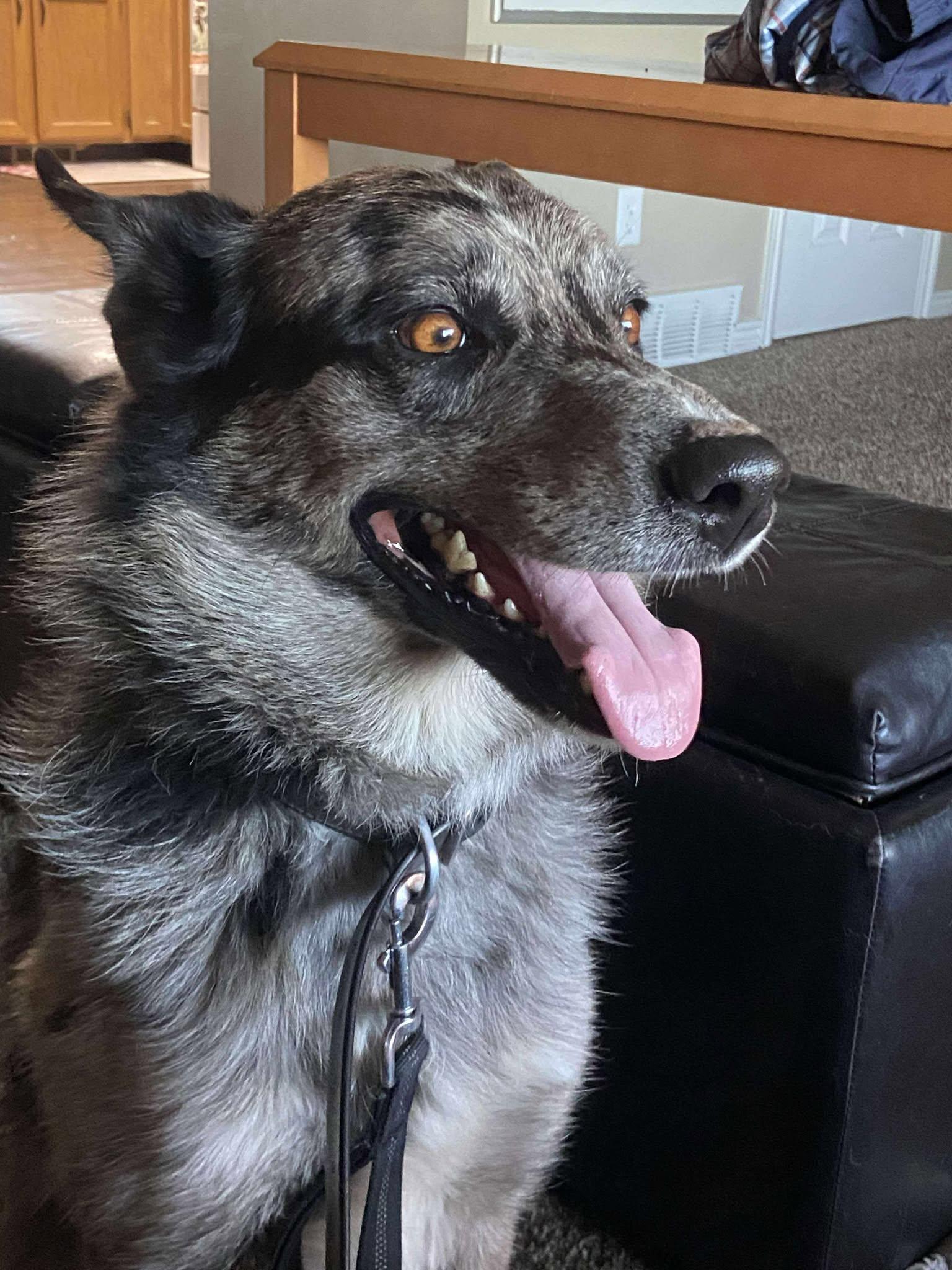 Enlarge Ozzy, a Adoptable mixed breed in Midway, UT image 1/3