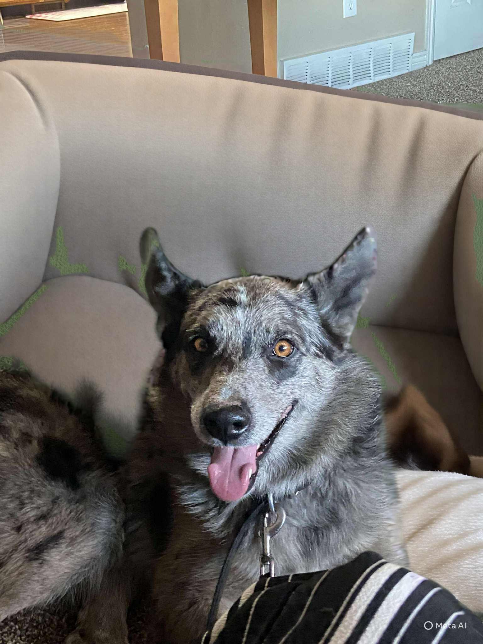 Enlarge Ozzy, a Adoptable mixed breed in Midway, UT image 2/3