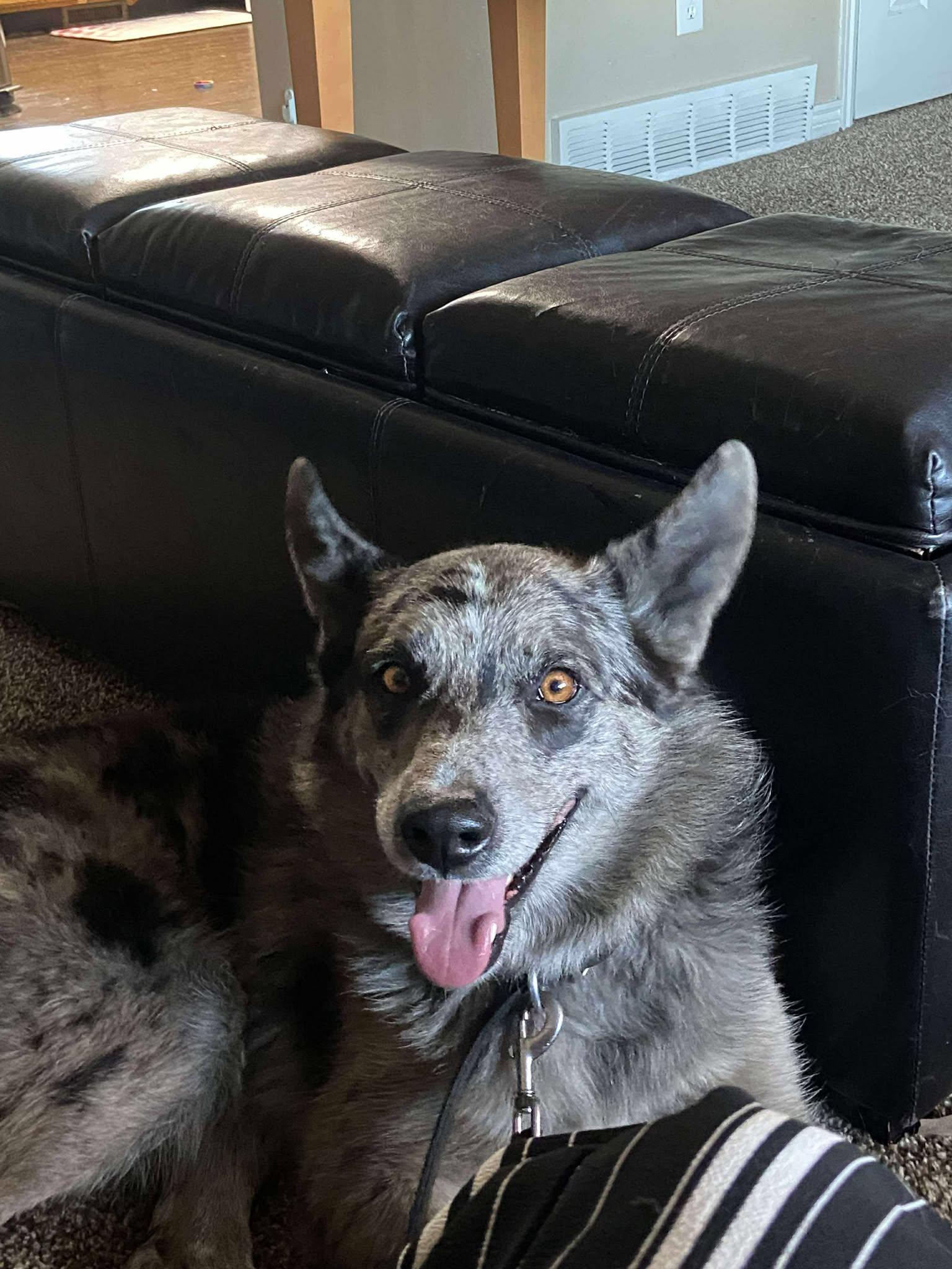 Ozzy, Adoptable, Adult Male Australian Shepherd & Australian Cattle Dog / Blue Heeler.