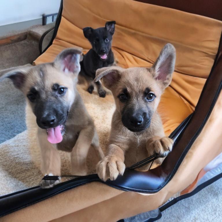 Tina, Adoptable, Puppy Female Belgian Shepherd / Malinois.