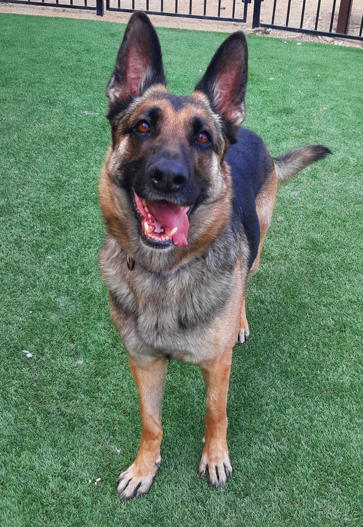 TOBY, Adult Male German Shepherd Dog