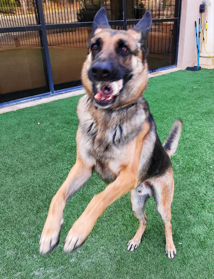 TOBY, a Adoptable German Shepherd Dog in Los Angeles, CA image 3/6