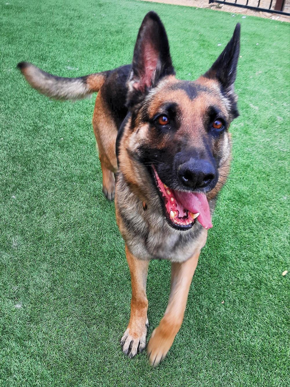 TOBY, a Adoptable German Shepherd Dog in Los Angeles, CA image 4/6