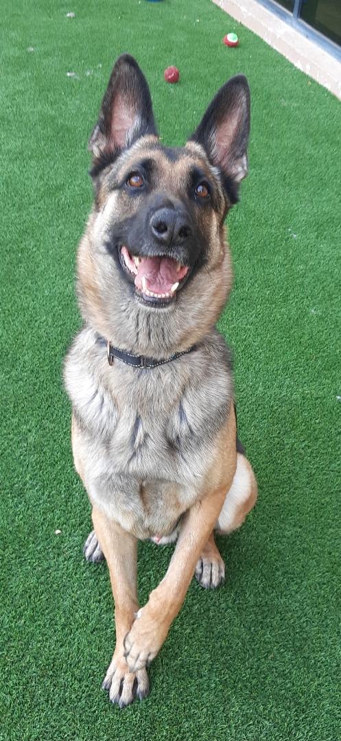 TOBY, a Adoptable German Shepherd Dog in Los Angeles, CA image 5/6