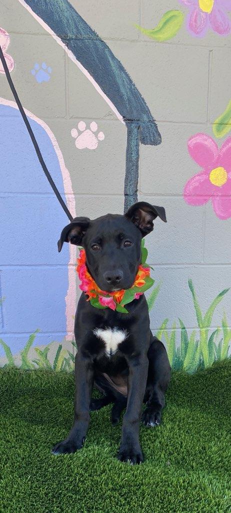 Lacie, a ADOPTABLE mixed breed in Colusa, CA image 3/6