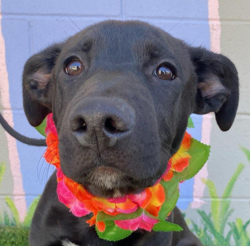 Lacie, a ADOPTABLE mixed breed in Colusa, CA image 2/6