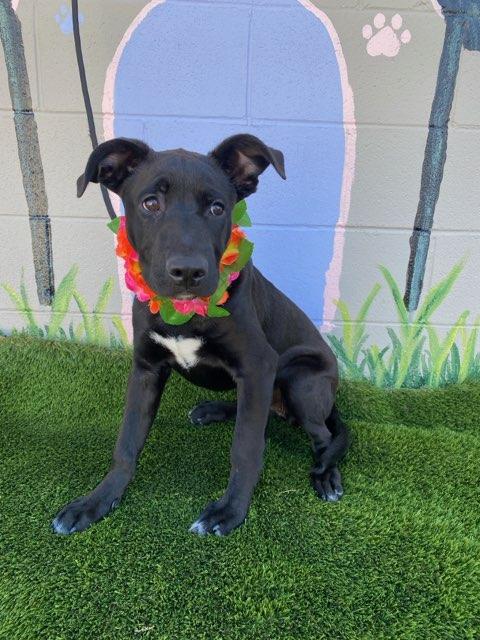 Lacie, ADOPTABLE, Puppy Female Black Labrador Retriever.