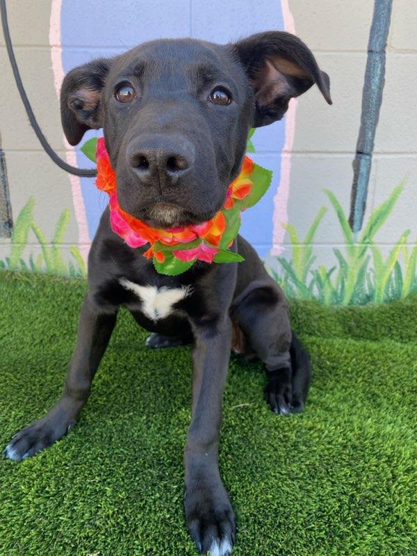 Lacie, a ADOPTABLE mixed breed in Colusa, CA image 6/6