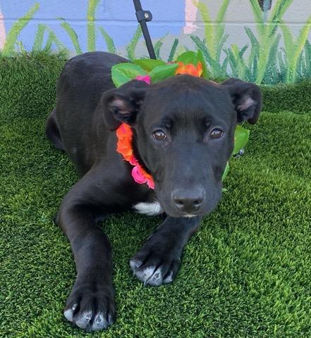 Lacie, a ADOPTABLE mixed breed in Colusa, CA image 4/6