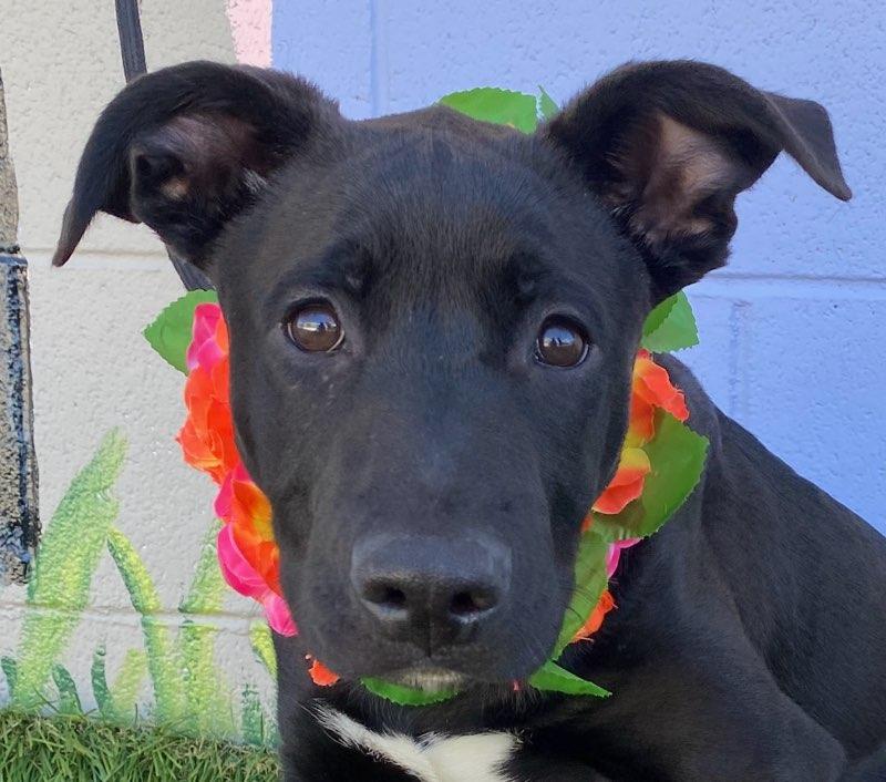 Lacie, a ADOPTABLE mixed breed in Colusa, CA image 5/6