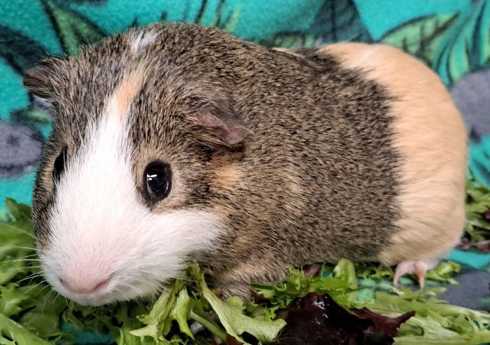 Enlarge Piglet, an adopted Short-Haired in Downers Grove, IL image 4/4