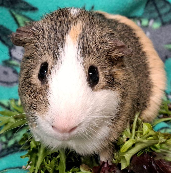 Enlarge Piglet, an adopted Short-Haired in Downers Grove, IL image 3/4