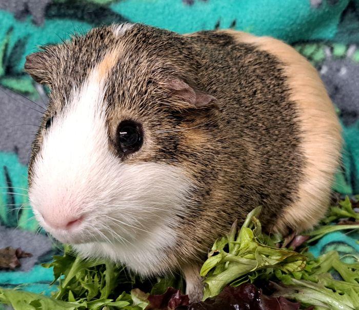 Enlarge Piglet, an adopted Short-Haired in Downers Grove, IL image 1/4