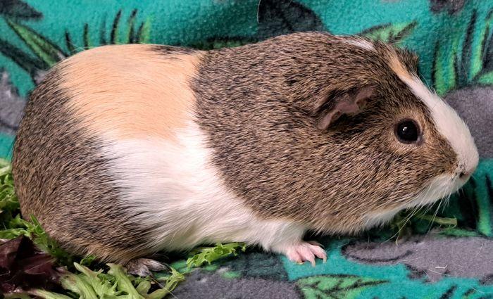 Enlarge Piglet, an adopted Short-Haired in Downers Grove, IL image 2/4