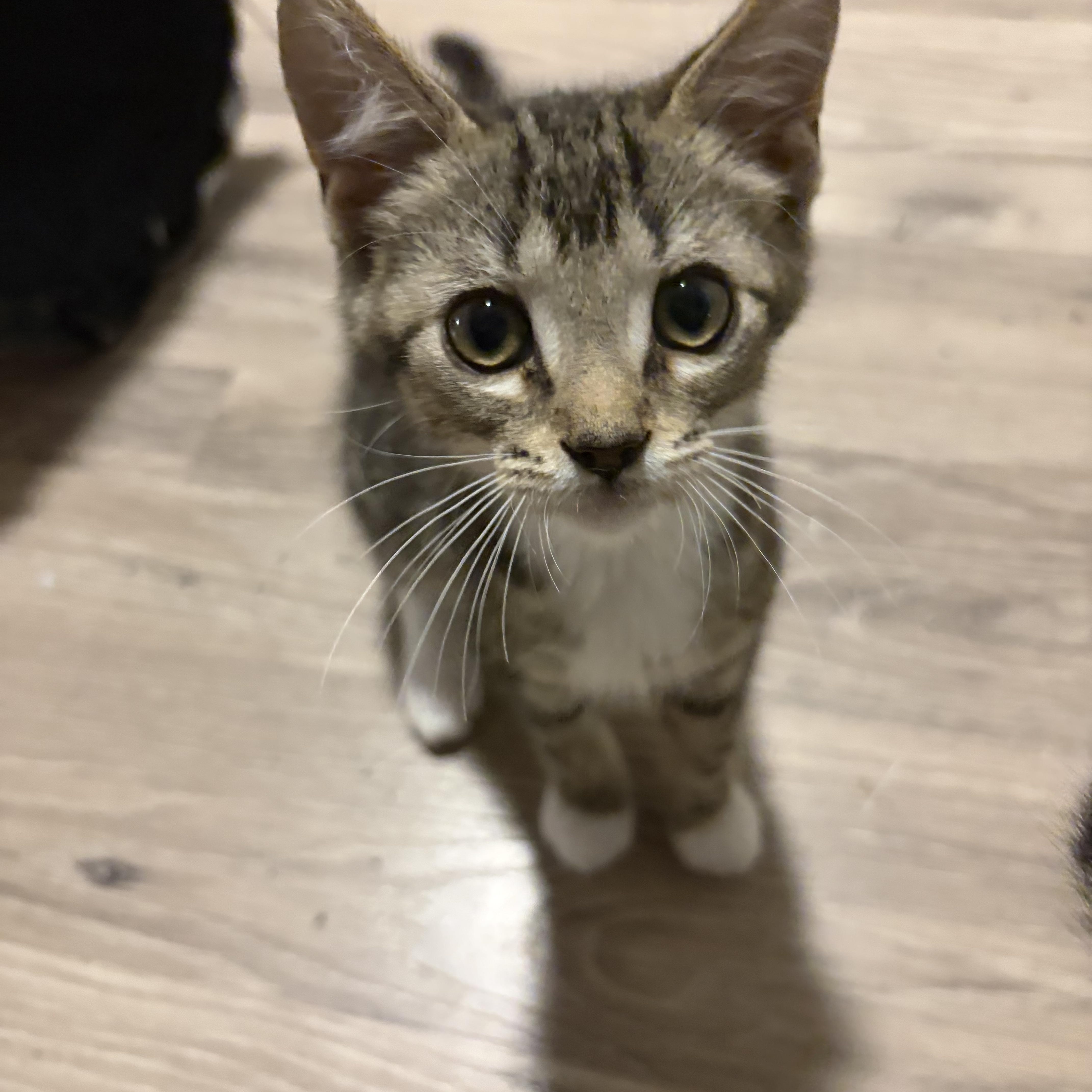 Enlarge Bug, a Adoptable Domestic Short Hair in Shelby Township, MI image 1/2