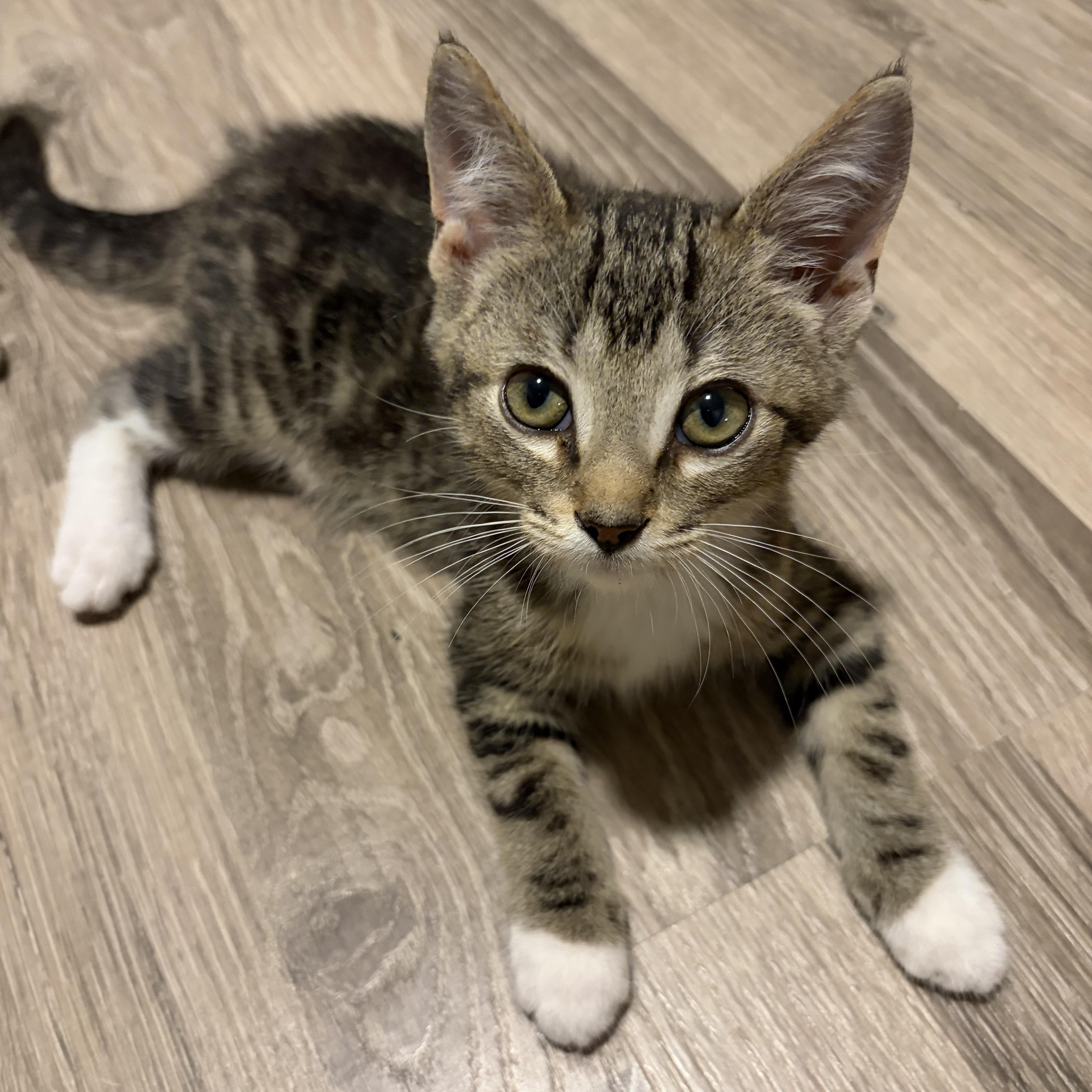 Enlarge Bug, a Adoptable Domestic Short Hair in Shelby Township, MI image 2/2