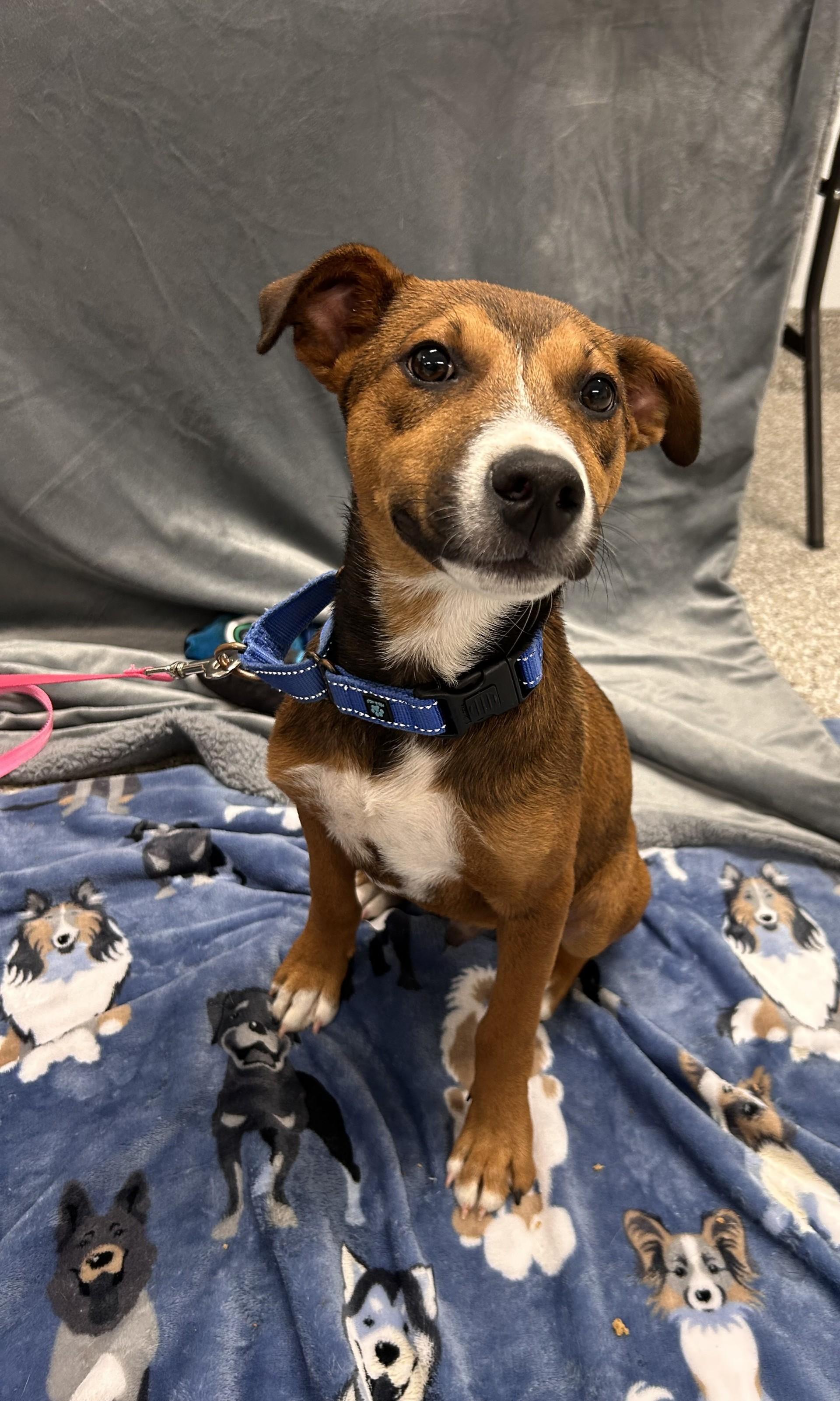Python, an adopted mixed breed in Shepherdsville, KY image 3/3