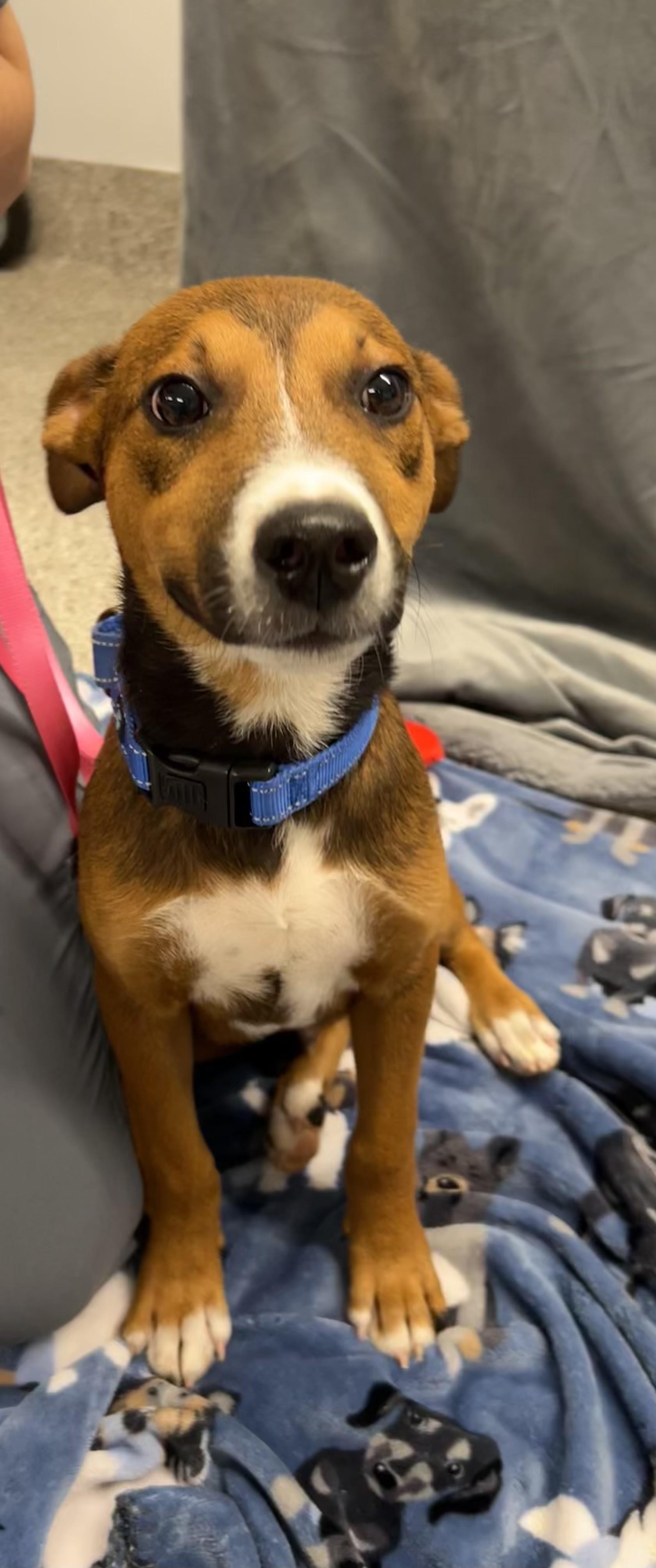 Python, an adopted mixed breed in Shepherdsville, KY image 2/3