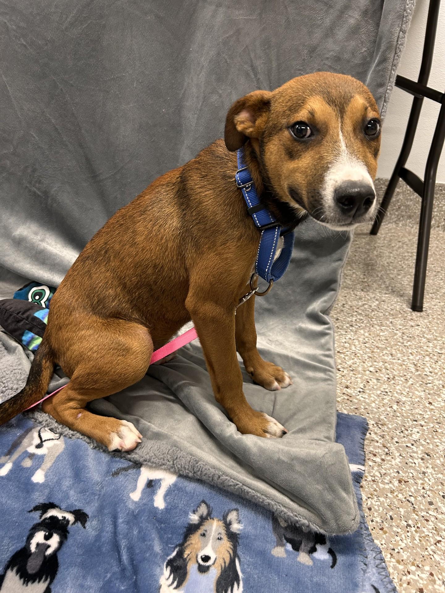 Python, an adopted mixed breed in Shepherdsville, KY image 1/3