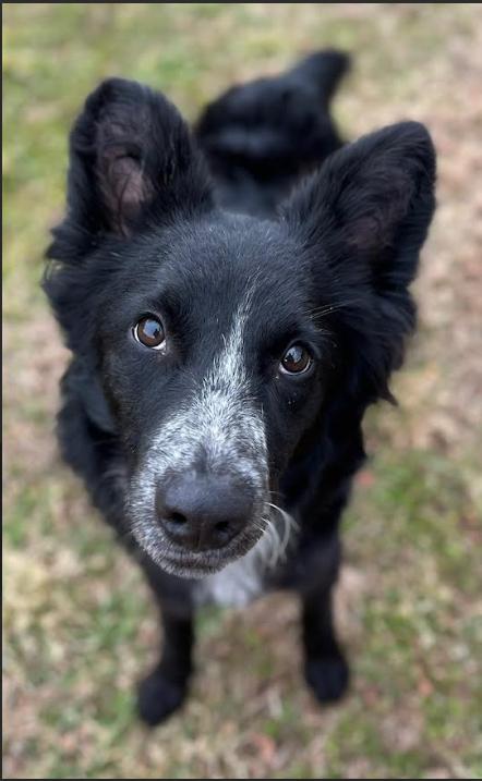 Enlarge Pepper Rose Adopted, a Adopted Border Collie in Cranston, RI image 1/3