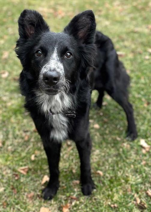 Enlarge Pepper Rose Adopted, a Adopted Border Collie in Cranston, RI image 3/3