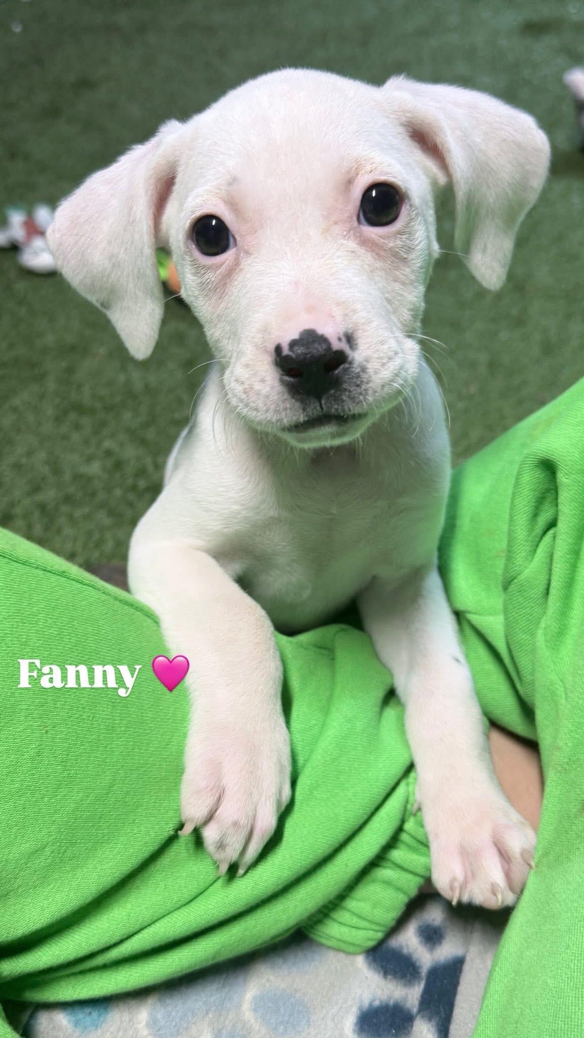 Fanny, ADOPTABLE, Puppy Female Boxer.