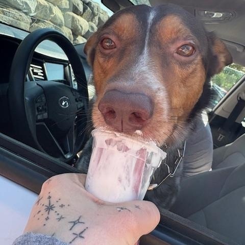 Mickey, Adoptable, Adult Male Australian Cattle Dog / Blue Heeler.