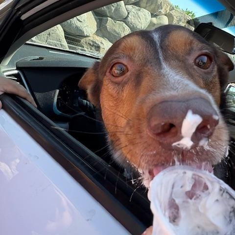 Mickey, a Adoptable mixed breed in Oregon, WI image 2/5