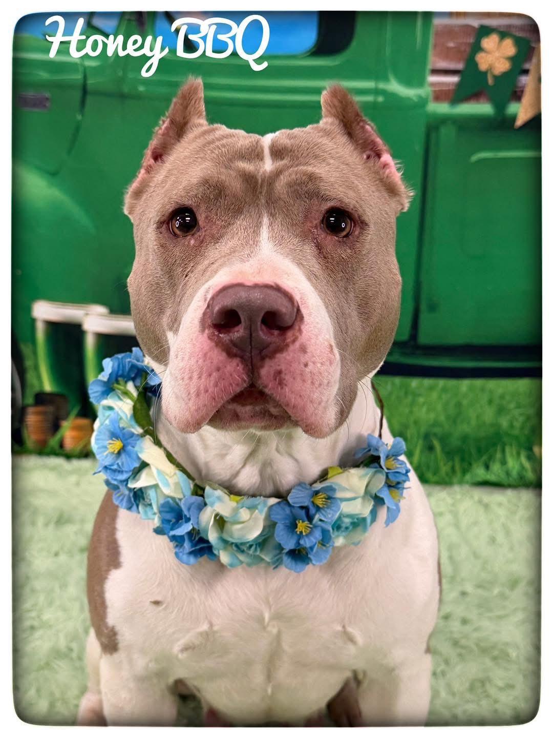 Enlarge Honey BBQ, an adopted Mixed Breed in Flint, MI image 1/1