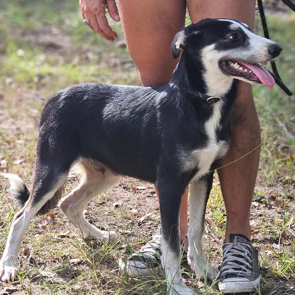 Enlarge Alex, a Adoptable Husky in Cleveland, TX image 1/6