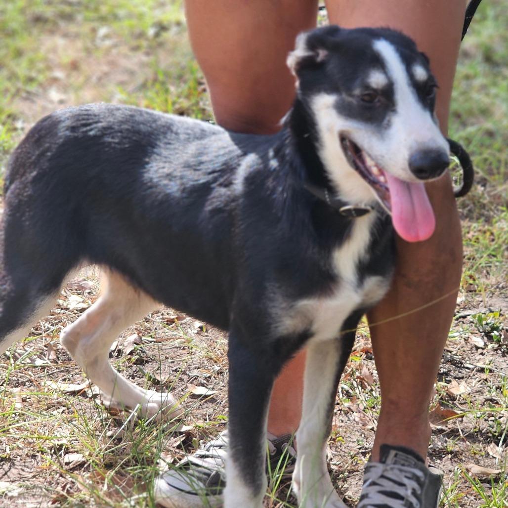 Enlarge Alex, a Adoptable Husky in Cleveland, TX image 2/6