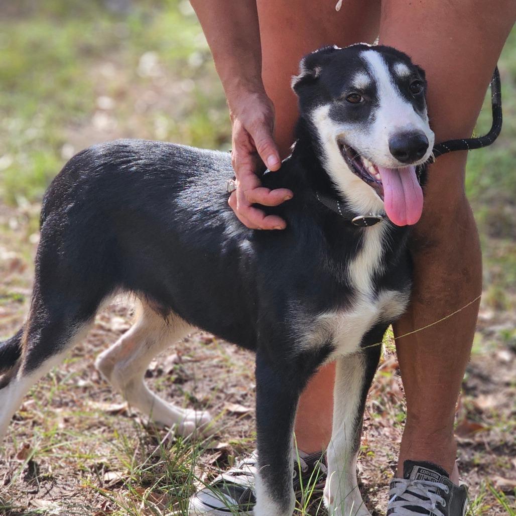 Enlarge Alex, a Adoptable Husky in Cleveland, TX image 4/6