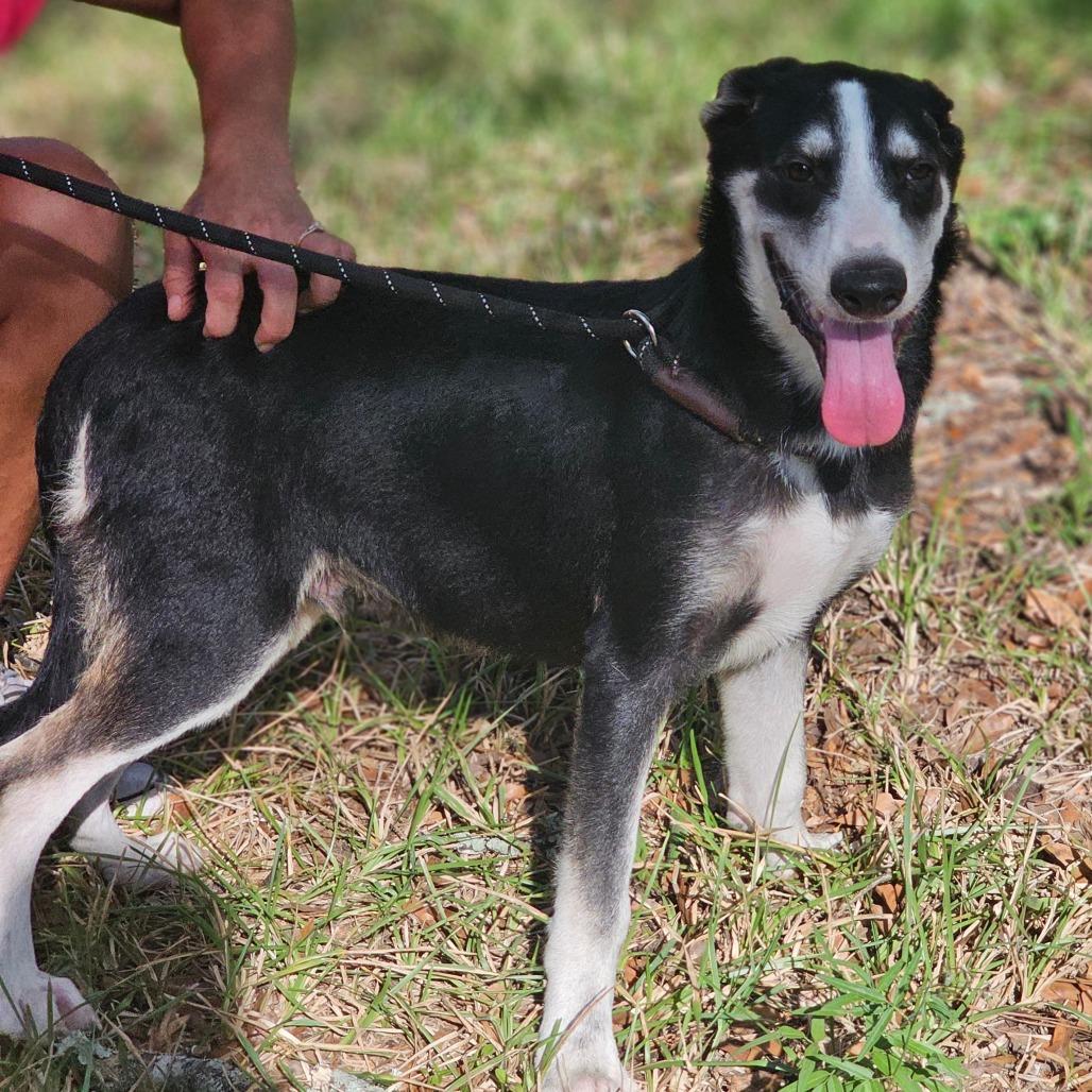 Enlarge Alex, a Adoptable Husky in Cleveland, TX image 5/6