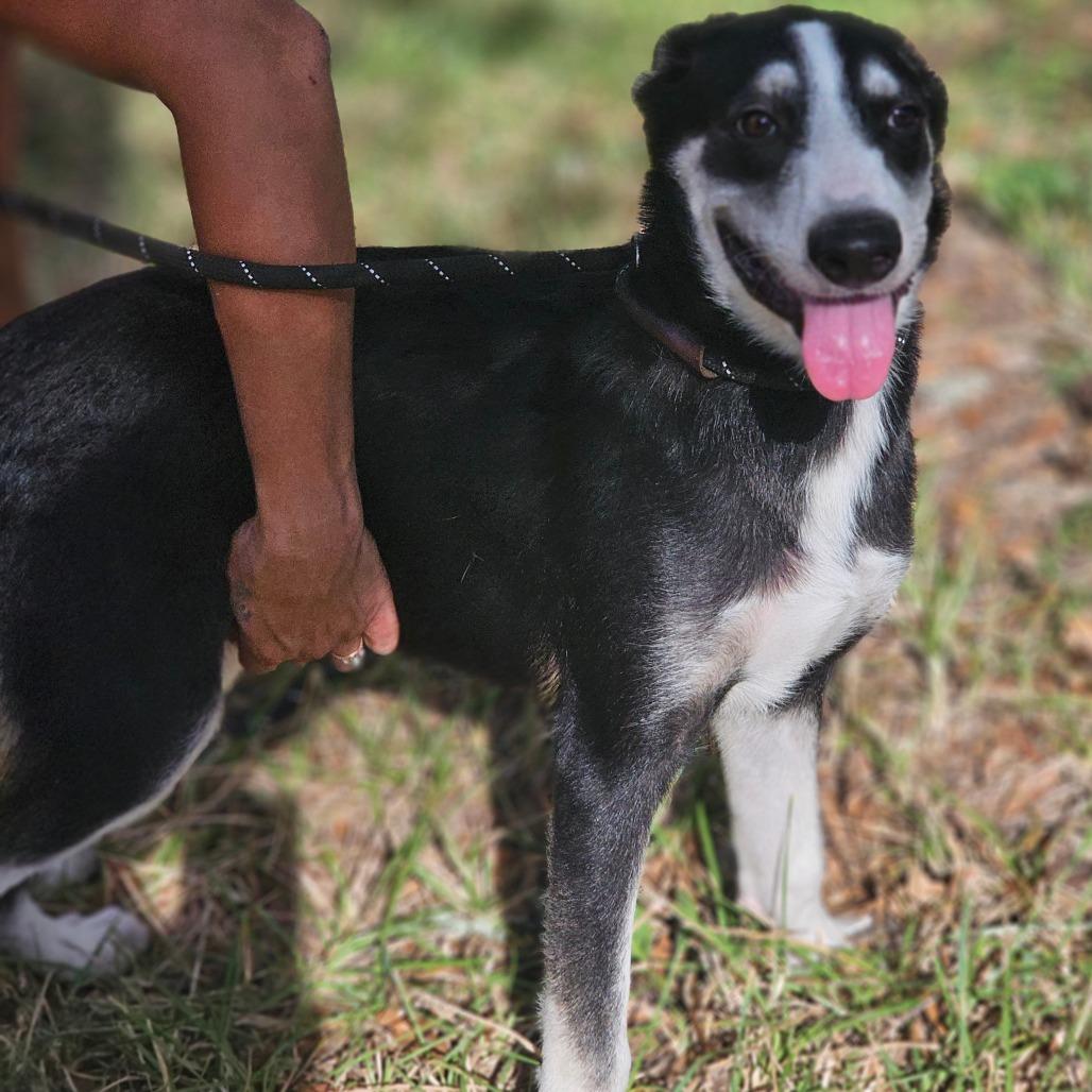 Enlarge Alex, a Adoptable Husky in Cleveland, TX image 6/6