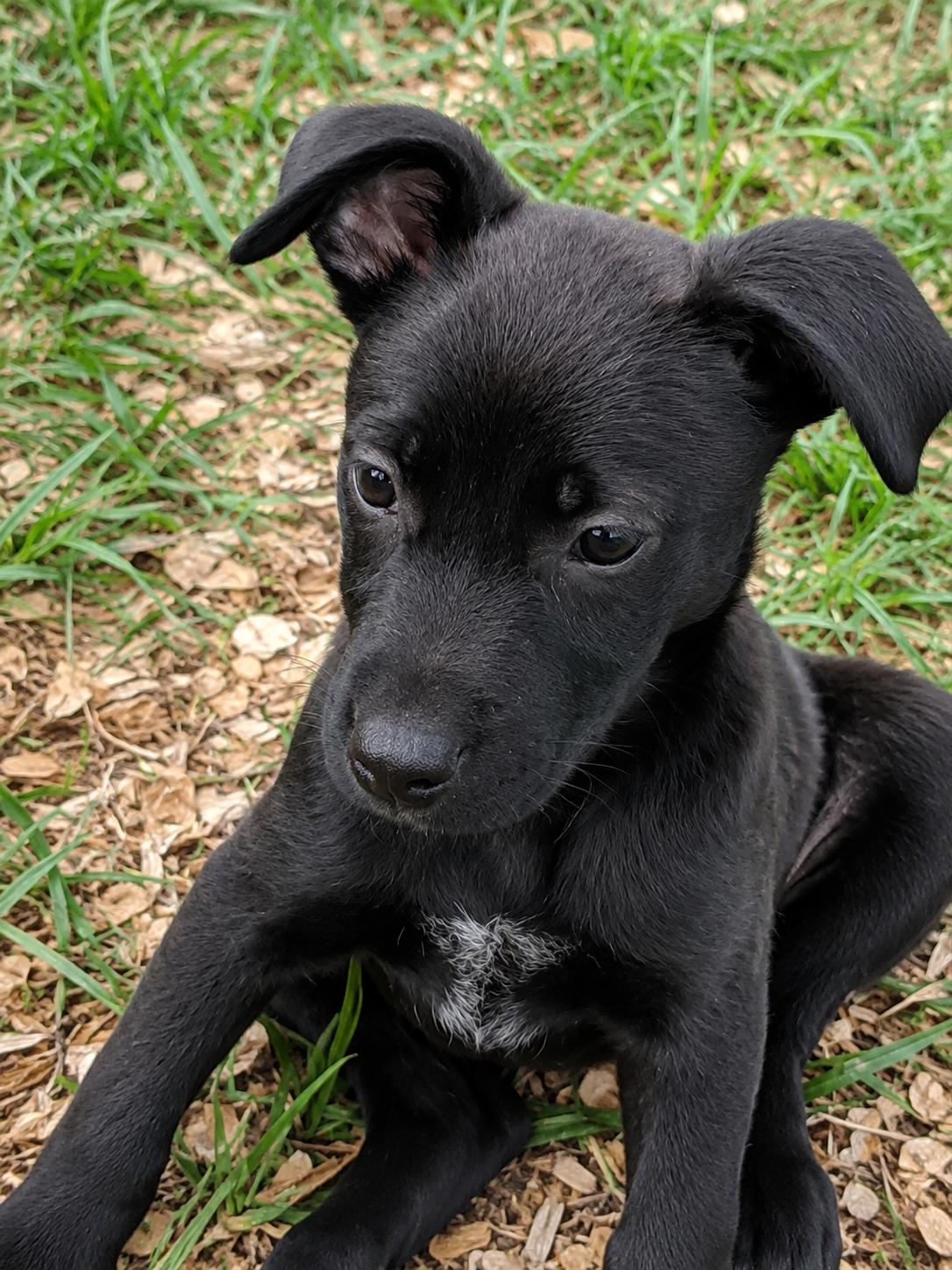 Honey, a ADOPTABLE mixed breed in Ooltewah, TN image 4/6