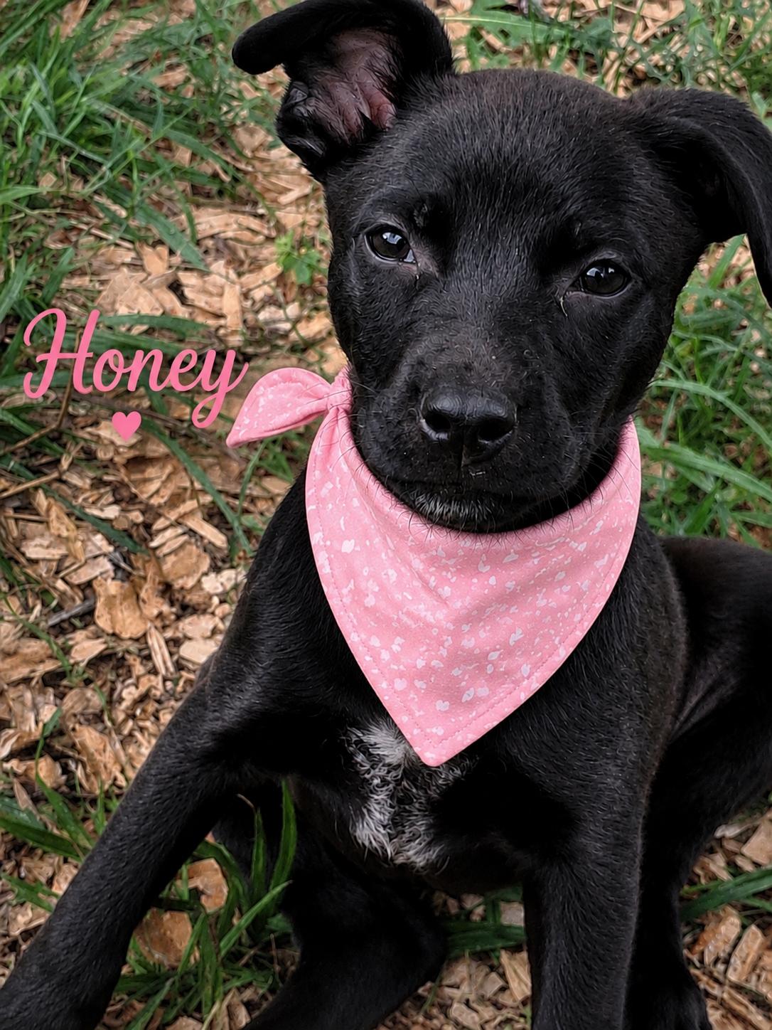 Honey, ADOPTABLE, Young Female Border Collie.