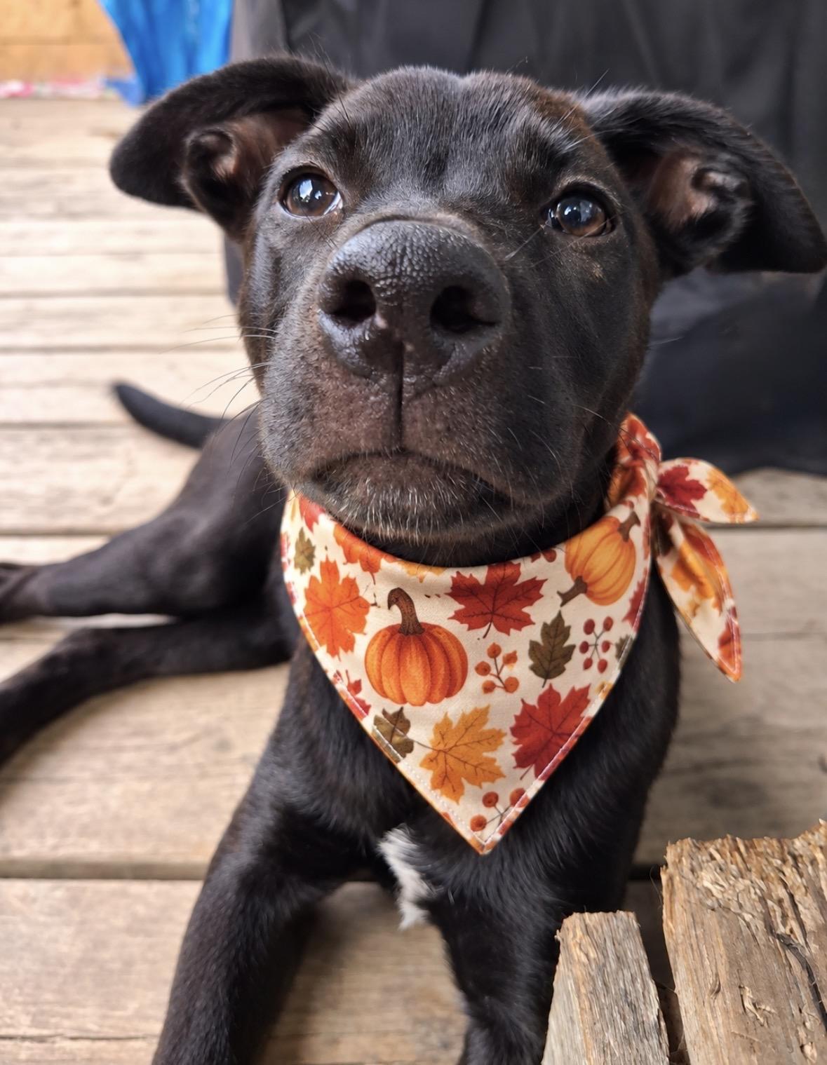 Enlarge Honey, a Adoptable mixed breed in Ooltewah, TN image 1/6