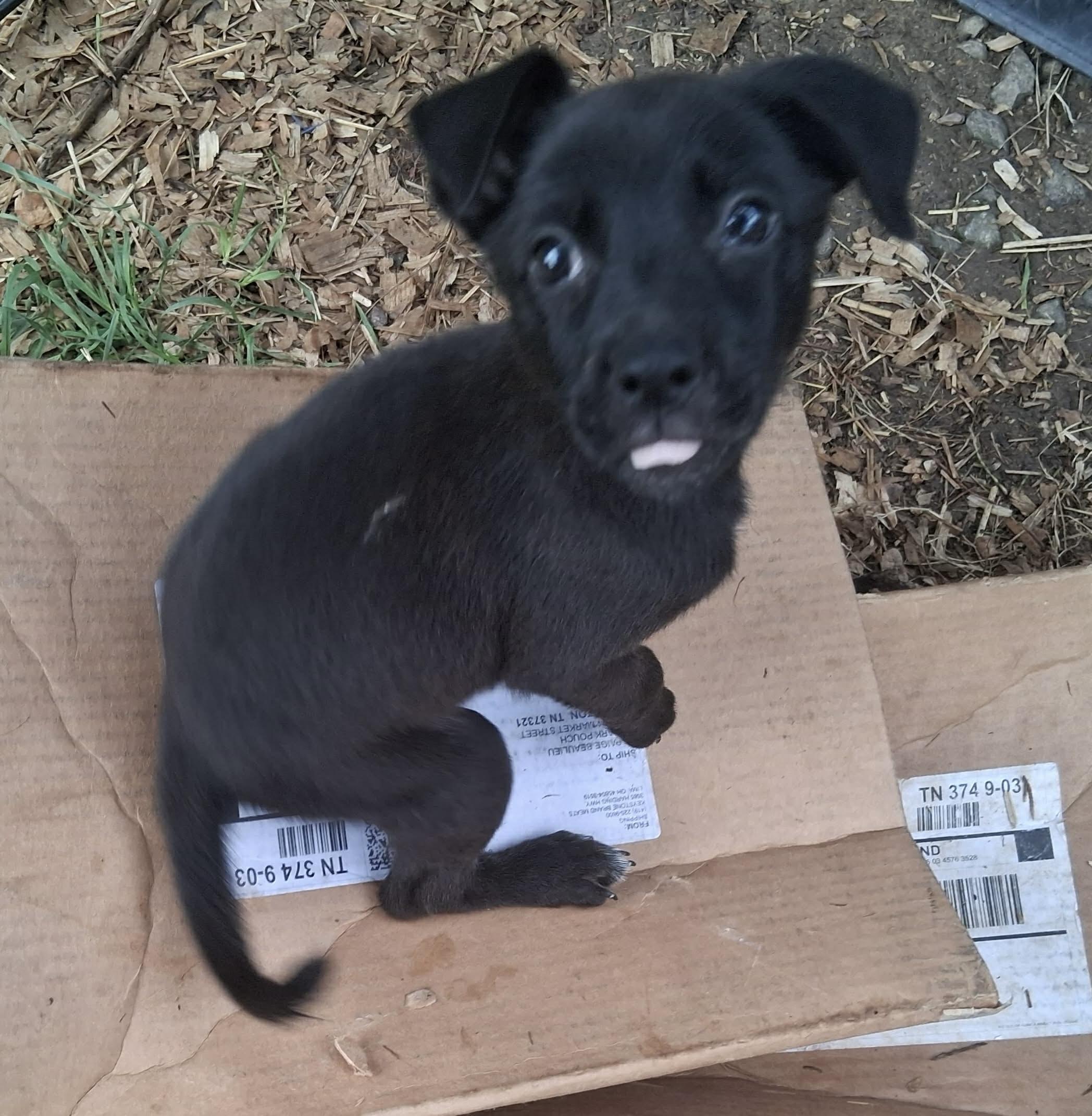 Honey, a ADOPTABLE mixed breed in Ooltewah, TN image 5/6