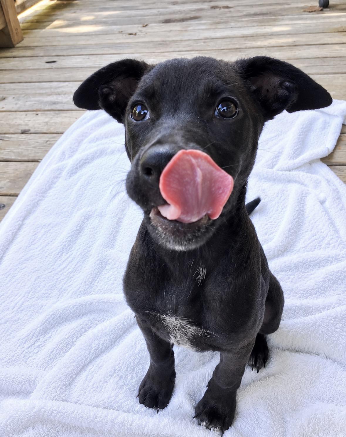Enlarge Honey, a Adoptable mixed breed in Ooltewah, TN image 3/6