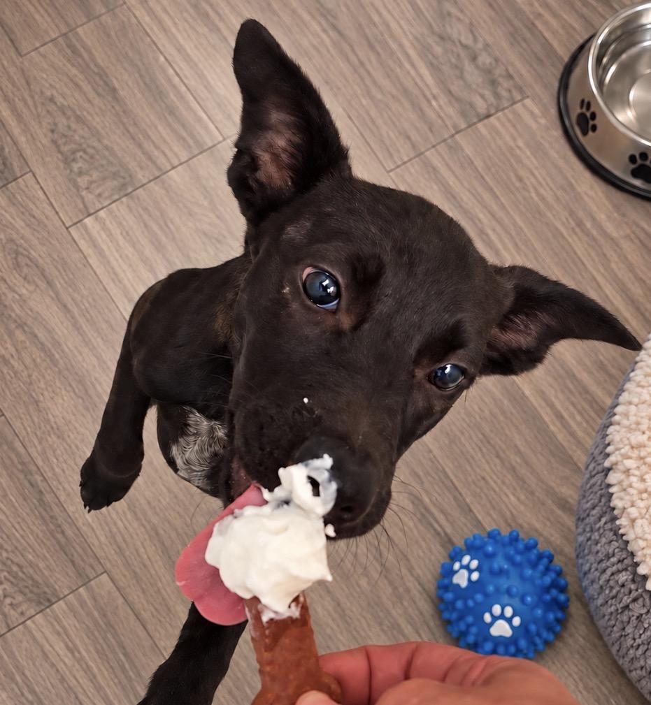 Enlarge Honey, a Adoptable mixed breed in Ooltewah, TN image 2/6