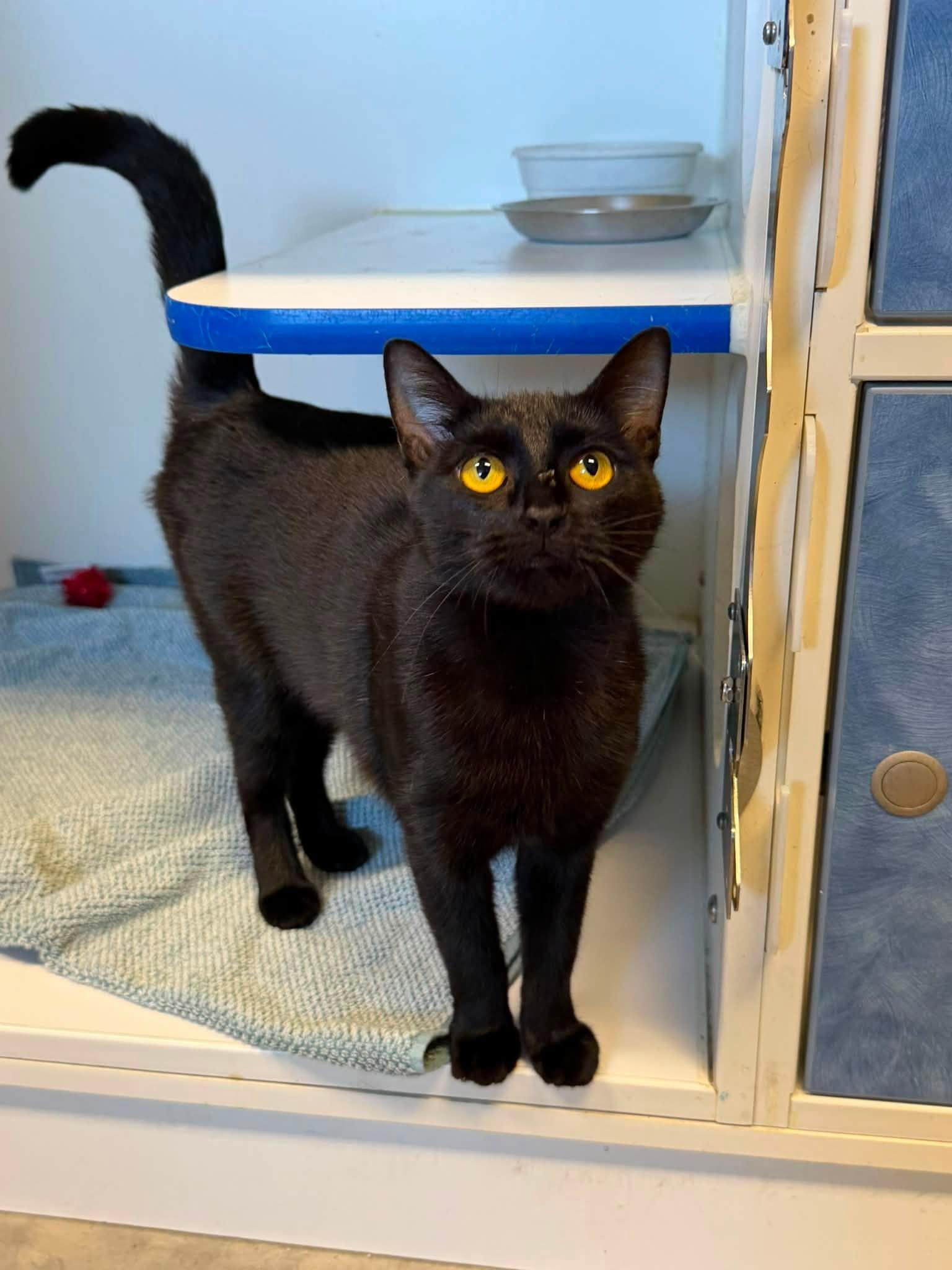 Oh-WaAaA, ADOPTABLE, Adult Female Domestic Short Hair.