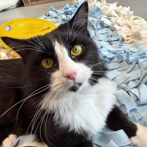 Enlarge Tutu, a Adoptable Domestic Short Hair in New Westminster, BC image 1/3