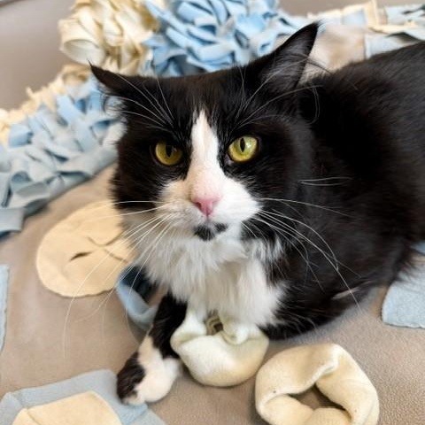 Enlarge Tutu, a Adoptable Domestic Short Hair in New Westminster, BC image 3/3